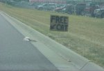 Free cat.jpg