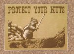protect-your-nuts-squirrel-sticker-chipmunk-decal-poker_250544321137.jpg