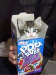 poppedpussy.jpeg