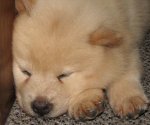 babypup.jpg