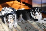 dogs low res.jpg