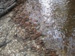 crawdad1.jpeg