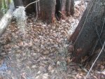 crawdad5.jpeg