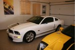 Shelby 11.jpg