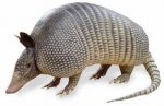 armadillo-7647.jpg