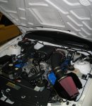 Shelby 2.jpg