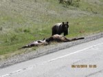 Bear 01.jpg