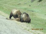 Bear 05.jpg