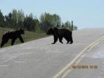 Bear 02.jpg