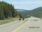 Bear 03.jpg