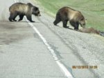 Bear 04.jpg