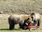 Bear 08.jpg