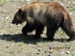 Bear 09.jpg