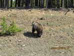 Bear 10.jpg