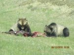 Bear 07.jpg