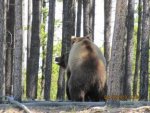 Bear 14.jpg