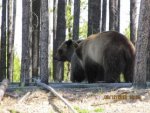 Bear 15.jpg