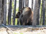 Bear 13.jpg