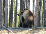 Bear 12.jpg