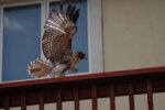 DSC_0241.jpg