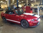 Shelby2.jpg