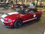 Shelby1.jpg