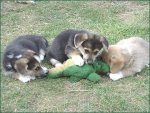 Savage Dogs.JPG