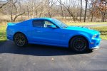 Shelby 10.jpg