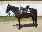 '47 Grimsley enlisted horse.jpg
