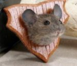 Mouse.jpg