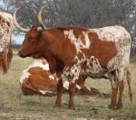 True Texas Longhorn.jpg