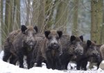 wild_boar_1.jpg