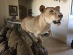 Lion 1.jpg