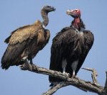 vulture_2.jpg