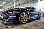 shelby4.jpg