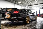 SHELBY3.jpg