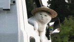 1574120070627.gif