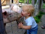 Cause of the Swine Flu.jpg