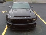 shelby2.jpg