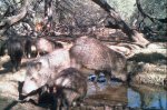 Javelina.jpg