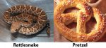 Rattlesnake vs Pretzel.jpg