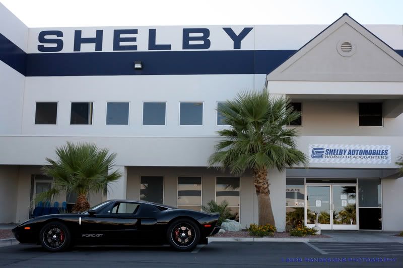 SHELBY.jpg