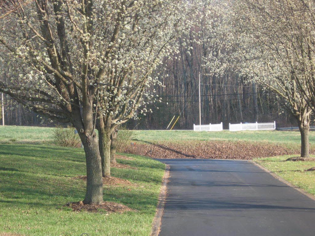 TreeBloom.jpg