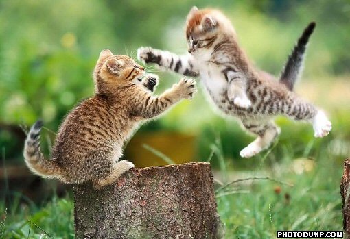flying-cat-fight.jpg